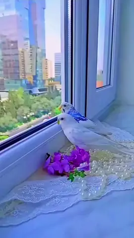 يارب لا تجعل سعادتي بيد مخلوق من عبادك #حالات واتساب  #ايات_قرانيه  #أناشيد_دينيه  #دعاء_يوم_الجمعه_ستوريات  #كل_يوم_دعاء