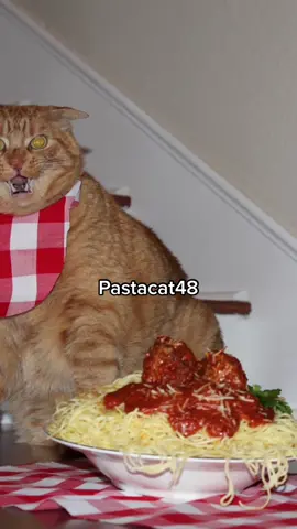 #stitch with @althea420 pastacat48 #trending #cat #findyourgrace