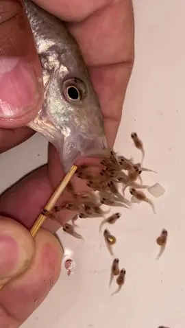 #aquariumfish #fishes