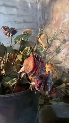Witchy tip! If you happen to have roses that mold, save them! They can be used for so many fun and exciting things🖤😈😄#nervouswitch🧹 #banefulingredients #cursesandhexes
