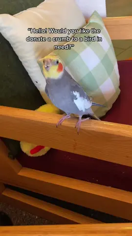 Tune in next time when Yums asks me about my cars extended warranty #cockatiel #parrot #pet #bird #cockatielsoftiktoc