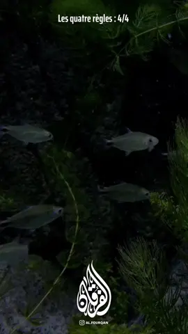 🎤Abdul’Aziz as-Sîni 📖✍🏽 Shaykh Muhammad ibn ‘Abd al-Wahhâb #RamadanMubarak #رمضان #quran #quran_alkarim #القران_الكريم #coran #قران #islam #musulman #pourtoi #allah #foryou #allahuakbar #apaisant #nature #ramadhan #eid #eidmubarak #foryou #foryourpage #pourtoi #pourtoii