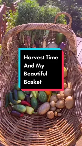 Harvest Time! In the most prettiest harvest basket #harvest #harvesttime #verygoodgardening #gardentok #harvestwithme #gardenwithme #growyourownfood #gardentoplate #grow #mygarden #wow #colors #basket