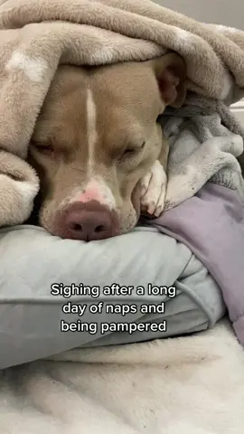 It’s hard work napping all day. #fyp #dogs #dogtok #pitbull