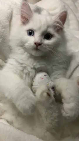 #kitten #whitekitten #whitecat #fyp