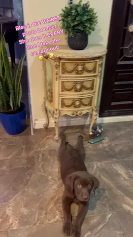 #chocolatesoftiktok #labsoftiktok #cocoa #chocolates #cocoaandshelby #labs #auntbleu #ch #a #b #c #d #e #f #g #h #i #j #k #karen #l #m #n #o #p #q #r #s #t #u #v #w #x #x #y #zyxcba  #z #Love #happy #puppy #duet #stitch