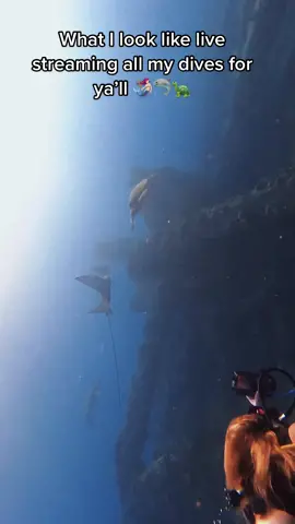 Yup. That’s me. Filming all our live dives 🧜🏻‍♀️ #fyp #comedivewithus #foryoupage #mylife #wildlife #animals #awesome #socool #trending #livestream #LearnOnTikTok #explore #travel #sharks #seaturtle #underwater #ocean #yupthatsme #recordscratch
