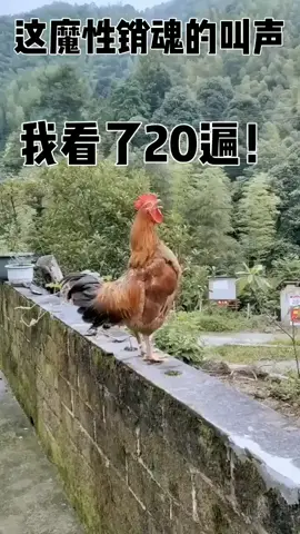 公鸡：我只是鸣叫的时候突然想到个笑话 #公鸡 #搞笑視頻 #搞笑 #搞笑视频