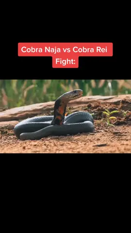 #naja #cobrarei #cobra #animaltiktok #viral #foryou
