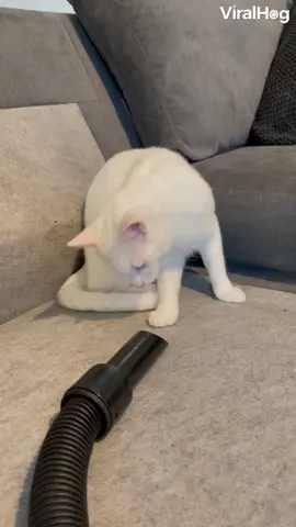 Happy International Cat Day! You gotta love em 😍🐈❤️ #viralhog #cats #pets #internationalcatday