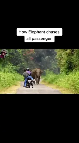 Elephant is chasing all pasengers car bike cycle foot no one left