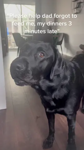 Ozzy is 100% convinced he can speak English😂 #talkingdog #dogsoftiktok #blacklab #labrador #funnydog #fyp
