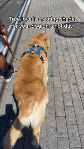 Iykyk #fyp #foryoupage #dogsoftiktok