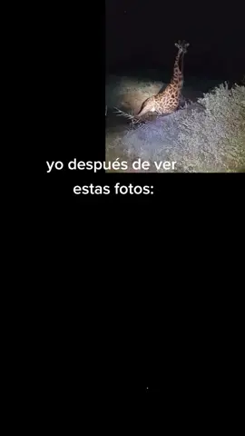 #terror #unnaturalhabitat #animals