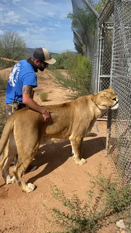 Kora loving the back massage #kora #lion #Love #bestfriend #outofafrica #wildlife