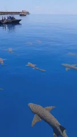 Maldives sharks encounter.#nurseshark #shark#sharks#sharke#shark?#summervibes#sea#ocean#fish#marinelife#foryoupage#fyp#foryou