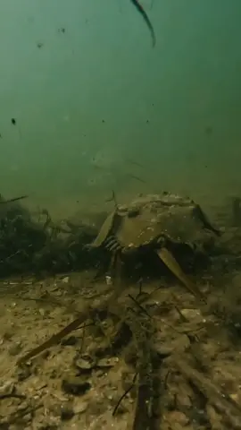 This Horseshoe Crab (Limulus polyphemus) is a living fossil. 🤯 ~~~~~~~~~~~~~~~~~~~~~~ Did you know that Horseshoe Crabs are not actually crabs? They are actually more closely related to arachnids. They have blue blood that is extremely valuable for research and the medical field. They have remained relatively unchanged in millions of years, even before the dinosaurs. I found this individual while snorkeling in some pretty murky visibility and I even ran right into a nine foot Bull Shark right before finding this horseshoe crab. Always a pleasure finding these prehistoric creatures. Come on a tour with me @coastalkayakcharters to get a closer look at these critters. ~~~~~~~~~~~~~~~~~~~~~~ #marinebiology #marinelife #ocean #nature #oceanlife #underwaterphotography #scubadiving #sealife #underwater #wildlife #biology #diving #scuba #marineconservation #sea #conservation #underwaterworld #uwphotography #Science #fish #marinebiologist #underwaterlife #shark #oceanconservation #microbiology #sharks #animals #marine #naturephotography #coralreef