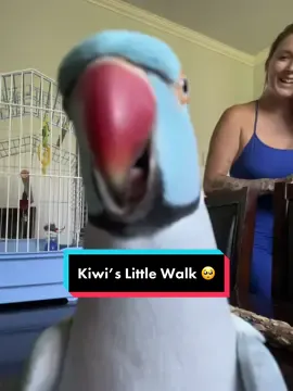 If Only He Had The Red Carpet For His little Waddle 😫💅🏼 #parrot #talkingparrot #redcarpet #cutepets #funnyanimals #bird #indianringneck #bluebird #fyp