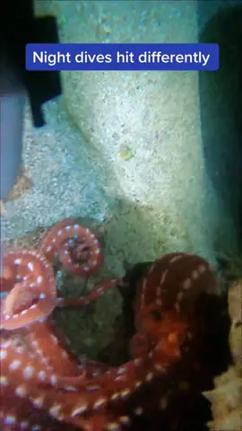 Tonight, 930pm Hawaii time, we’ll be live streaming a flashlight lit night scuba dive. Who’s going to be there? #scubadiving #nightdive #fyp #comedivewithus #explore