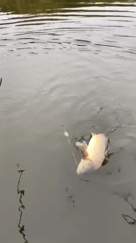 Bo cá mà nghe tiếng rít mê li #fishingtiktoks #fishing #câucá