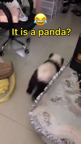 Report: a domestic panda was found😂😂😂#panda #funnydog