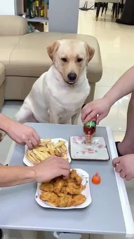 Con Sen mất nết :))))))))))))))). #dogsoftiktok #dogs #viral