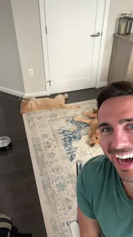 My new coworker is disruptive 😂 #goldenretrieverlife #dog #puppy