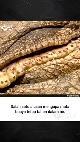 Buaya memiliki tiga kelopak mata. Mereka memiliki satu di bagian atas dan bawah yang bersatu untuk melindungi dan menghidrasi mata. Mereka juga memiliki satu transparan ketiga yang melintasi horizontal, memberikan perlindungan ketika mereka pergi ke bawah air.