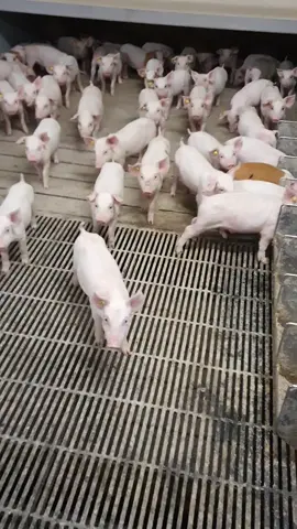 Are you stuck😕 #denmark🇩🇰 #pigsfarm #grise #pigs #animal #work #свиноферма