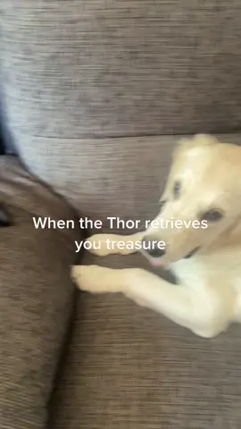 #dogsofttiktok #treasure #ww1 #find