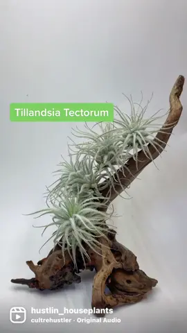#tectorum #tillandsiatectorum #airplantsforsale #airplantdecor #airplantsoftiktok #airplantsofinstagram #airplantdisplay #airplantsforsale #njplantshop #mtlaurelnj #rancocascreek #houseplantsofnyc #redbanknj #asburypark #rareplantcollector #rareplants #xerographica #ionantha #tillandsiatuesday #tillandsialove #spanishmoss #easycareplants #airplanttrichomes #junglespirit