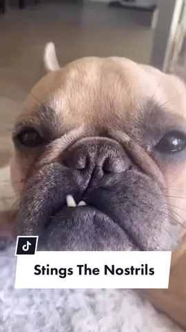 Let your dog down easy people… #anchorman #willferrell #dogsoftiktok #frenchiesoftiktok #dogparents #dogdad #stingsthenostrils #dogfart @somefrenchienamedapollo @somefrenchienamedapollo