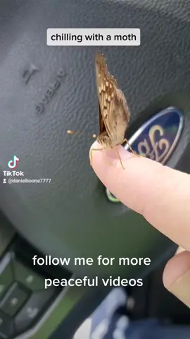 #mothsoftiktok  #moth #moths