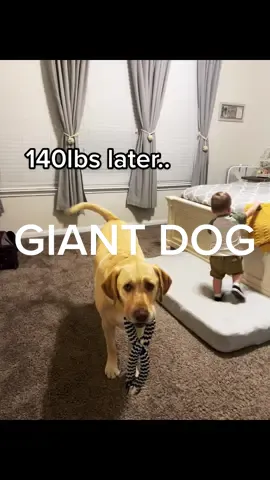 My big baby. #lab #labrador #labsoftiktok #dog #dogsoftiktok #dogmom #doglife #yellowlab #yellowlabrador