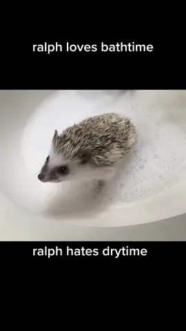 #greenscreen #hedgehog