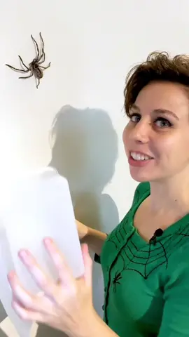 #stitch with @shesgotlegs Is this thing for real? We don’t have anything like that in Canada (thank heavens). I’d have to move #writertok #spiders #canada #eek #no