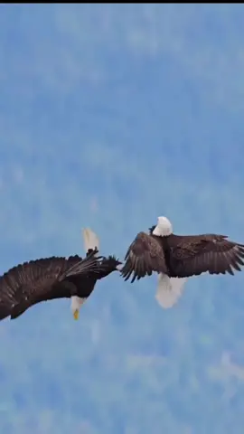 Luar biasa indahnya  kedua  burung elang ini beratraksi diatas langit 😍😍😍