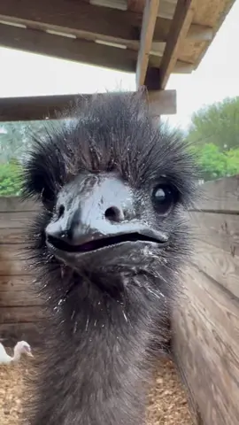 Tiktok, meet Emily. She is 5 months old and already on brand. We love Emily. #emilytheemu #emilydontdoit
