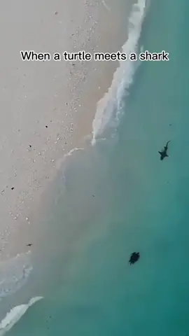Guess what will happen next?#turtle #shark#sharks#sharke#shark?#summervibes#sea#ocean#fish#marinelife#foryoupage#fyp#foryou