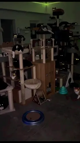 we love cats #catsanctuary #fyp #catsoftiktok #foryou #catlover