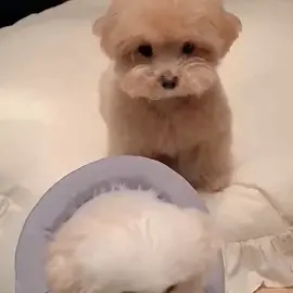 #cutedog #foryou #pet #teddybear #fyp