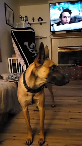 Sergeant Major Grizzly aka Sarge #merica #igy6 #freedom #donttreadonme #belgianmalinoisoftiktok #belgianmalinois #malinoislovers #malinoispuppy #malinoisoftiktok #furmissle #velociraptor @supatrasupatra2 @stabboon