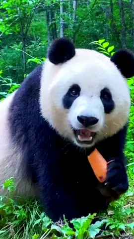 why r you peeking at my food?#delicious #animal #foryou #fyp #pandas