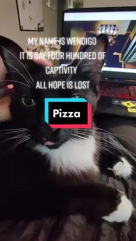 #Catsoftiktok #cat #kitten #drama #dramatiktok ##realtalk#opinions
