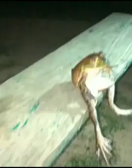 #frog #chilling #aot #meme #fyp