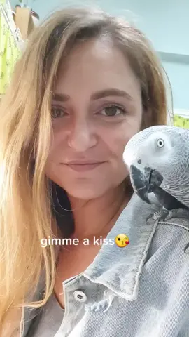 #kiss #kissing #kisses #bird #birds #birdsoftiktok #birdlover #parrot #parrotsoftiktok #africangrey #africangreyparrot #Kairos