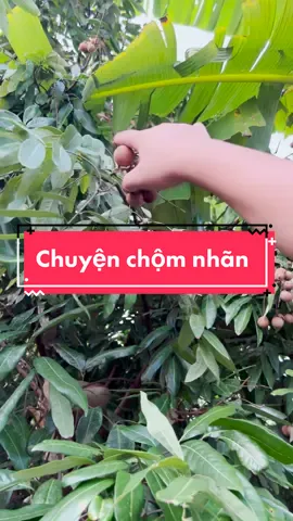 Chuyện Chộm Nhãn - NMT Vlog. #nmtvlog #nmt #dcgr