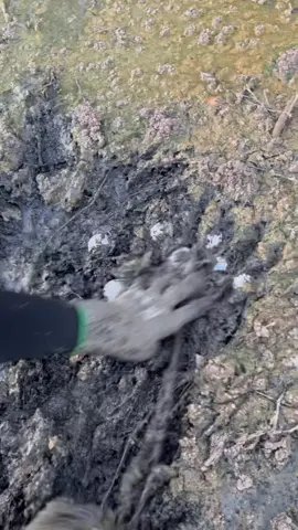 D’après vous on a réussi à récupérer combien de balles dans la sauce bolognaise?  #pourtoi