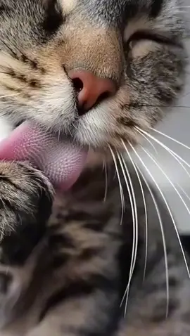 #cat#lick#slowmo. 😄