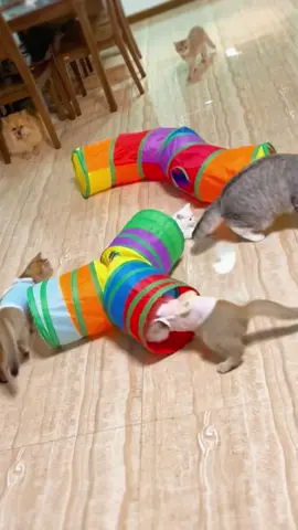Cat Rainbow Tunnel Toy#petsupplies #cattoys #petsupplies #catoftiktok #tiktokmademebuyit #tiktokrecommendations #SlurpeeRun